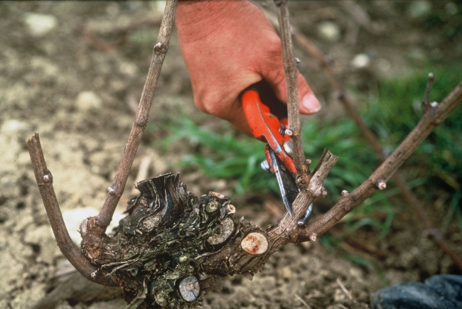 eChampagne - La taille